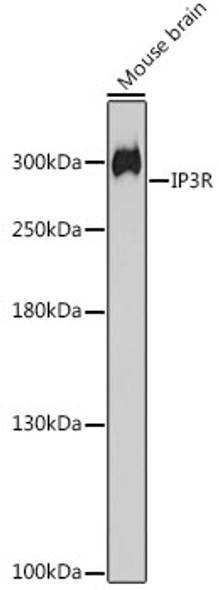 IP3R Polyclonal Antibody