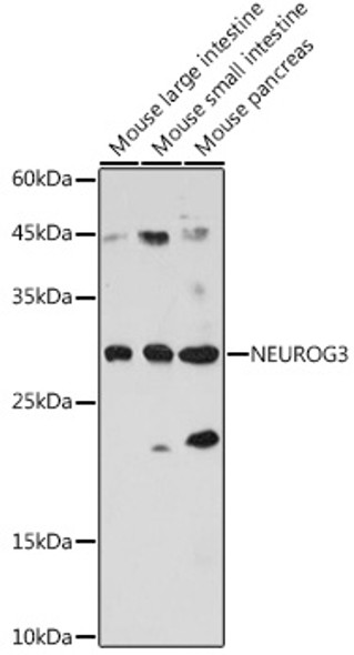 NEUROG3 Polyclonal Antibody (CAB21523)