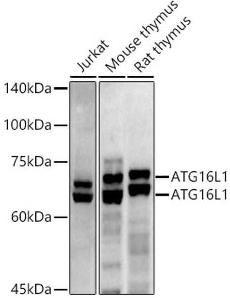 ATG16L1 Polyclonal Antibody (CAB21763)