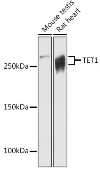 TET1 Polyclonal Antibody