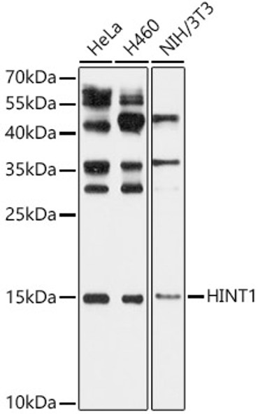 HINT1 Polyclonal Antibody
