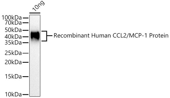 CCL2/MCP-1 Polyclonal Antibody