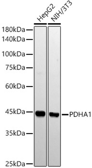 PDHA1 Monoclonal Antibody