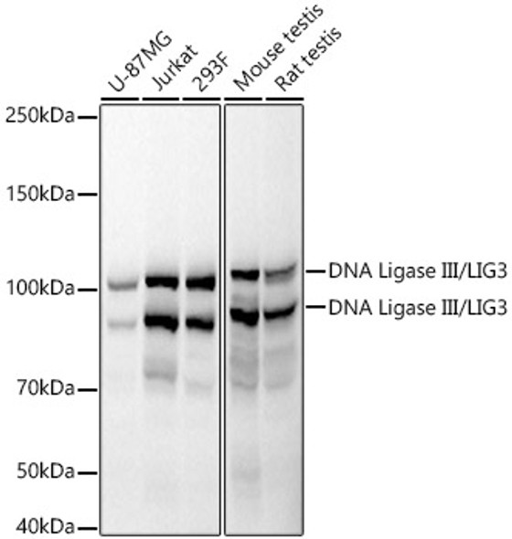 DNA Ligase III/LIG3 Monoclonal Antibody