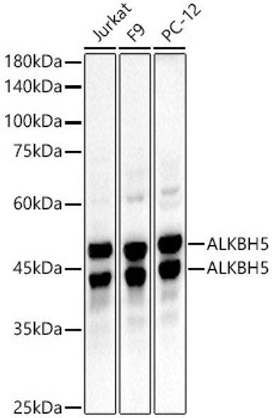 ALKBH5 Monoclonal Antibody