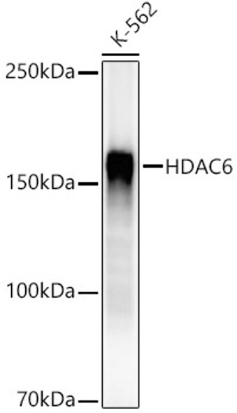 HDAC6 Monoclonal Antibody