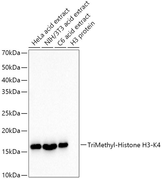 TriMethyl-Histone H3-K4 Monoclonal Antibody (CAB22224)