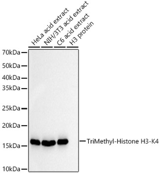 TriMethyl-Histone H3-K4 Monoclonal Antibody (CAB22225)