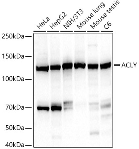 ACLY Monoclonal Antibody