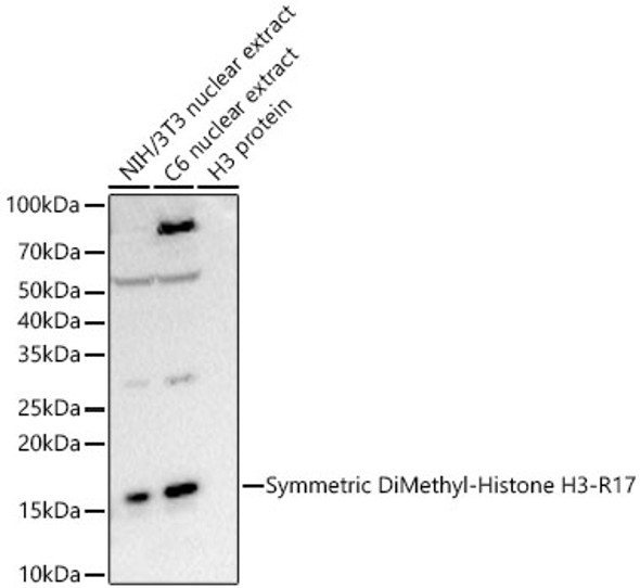 Symmetric DiMethyl-Histone H3-R17 Monoclonal Antibody