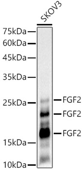 FGF2 Monoclonal Antibody (CAB22330)