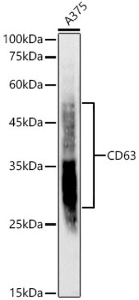 CD63 Monoclonal Antibody (CAB22343)