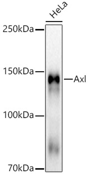 Axl Monoclonal Antibody (CAB22378)