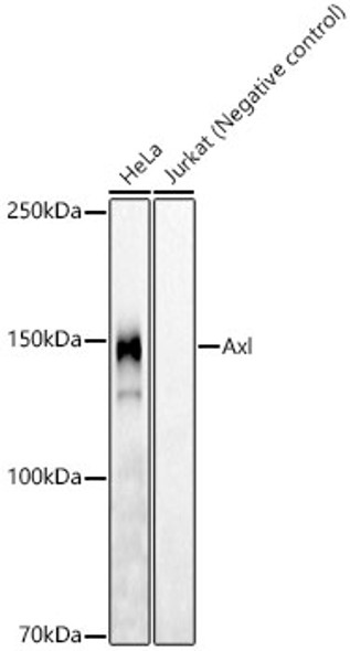 Axl Monoclonal Antibody (CAB22388)