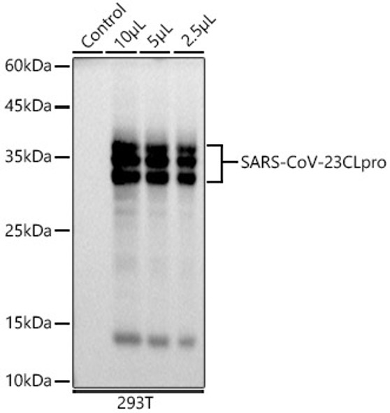 SARS-CoV-2 3CLpro Monoclonal Antibody (CAB22451)