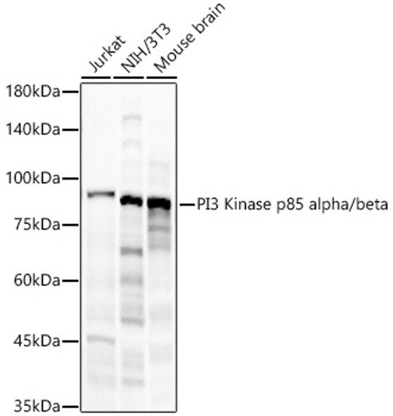 PI3 Kinase p85 alpha/beta Monoclonal Antibody