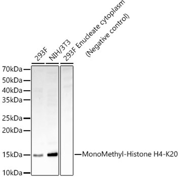 MonoMethyl-Histone H4-K20 Monoclonal Antibody