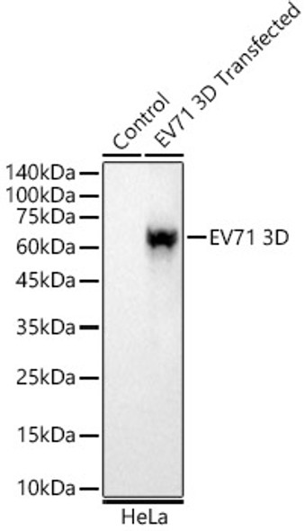EV71 3D Monoclonal Antibody