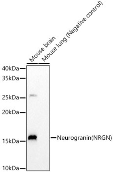 Neurogranin (NRGN) Monoclonal Antibody