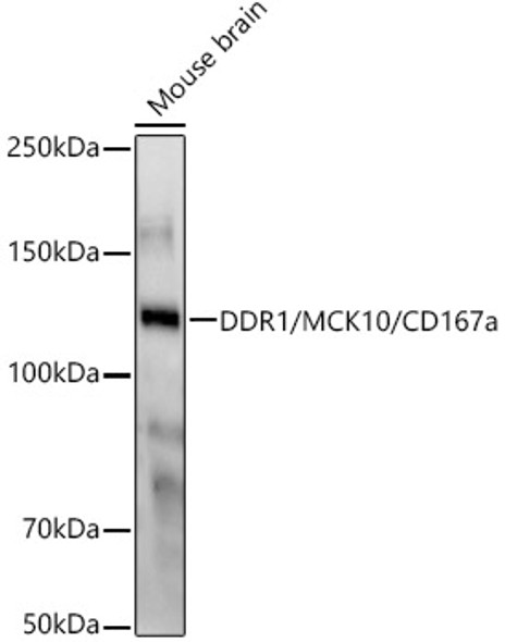 DDR1/MCK10/CD167a Monoclonal Antibody