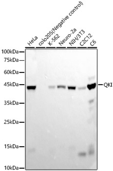 QKI Monoclonal Antibody