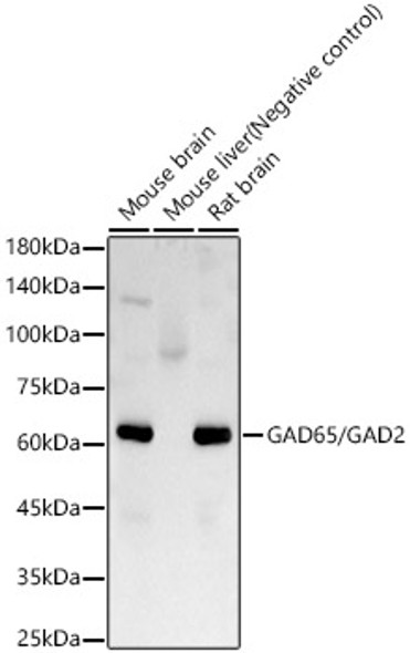 GAD65/GAD2 Monoclonal Antibody