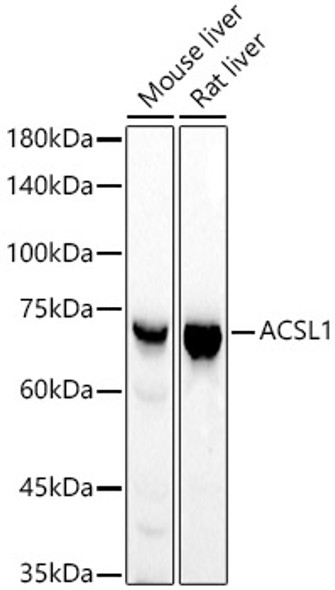 ACSL1 Monoclonal Antibody