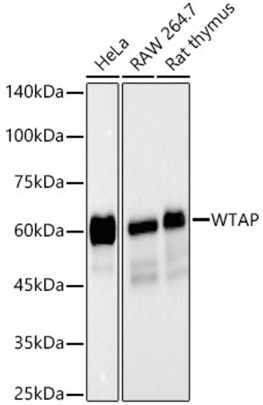 WTAP Monoclonal Antibody