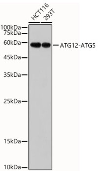 ATG12 Monoclonal Antibody