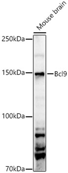 Bcl9 Polyclonal Antibody