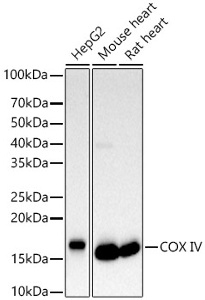 [KD Validated] COX IV Polyclonal Antibody