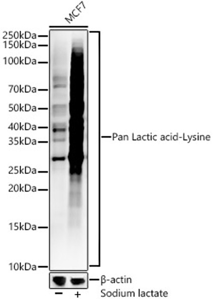 Pan Lactic acid-Lysine Monoclonal Antibody