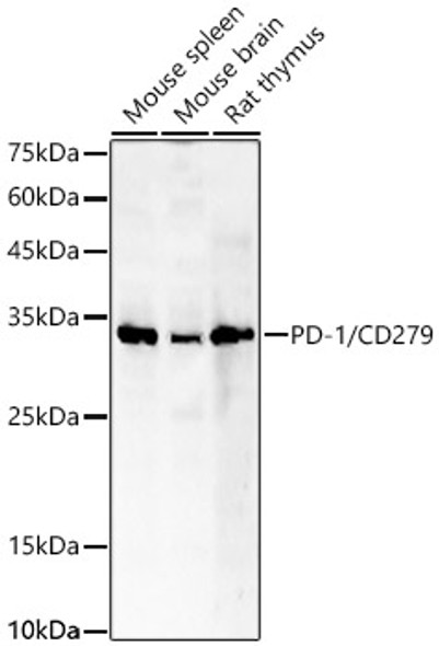 PD-1/CD279 Monoclonal Antibody