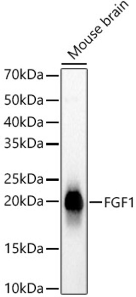 FGF1 Monoclonal Antibody (CAB23167)