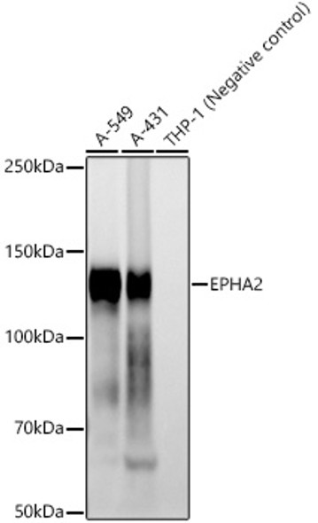 EPHA2 Monoclonal Antibody