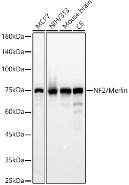 NF2/Merlin Monoclonal Antibody
