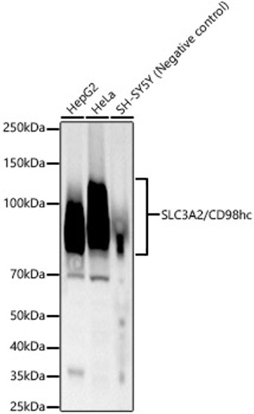 CD98/SLC3A2 Monoclonal Antibody (CAB23191)