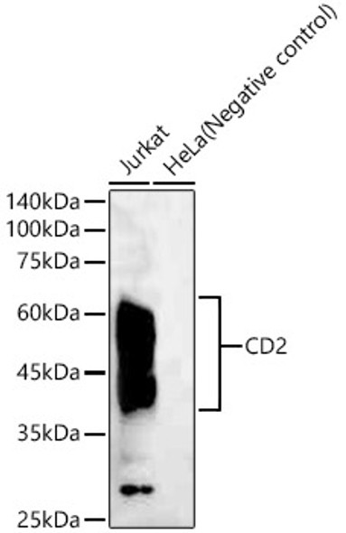 CD2 Monoclonal Antibody (CAB23199)