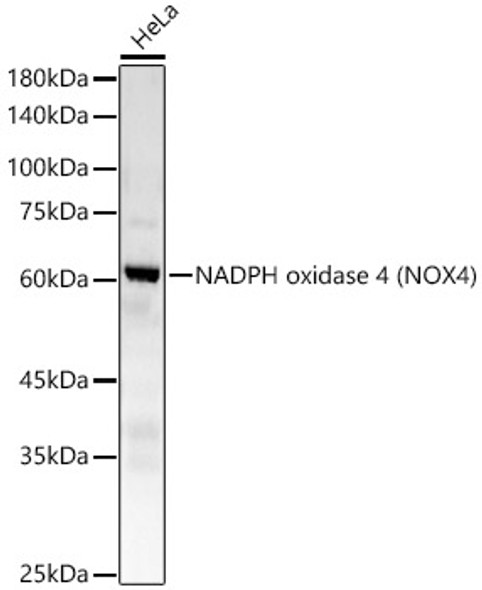 NADPH oxidase 4 (NOX4) Monoclonal Antibody (CAB23465)