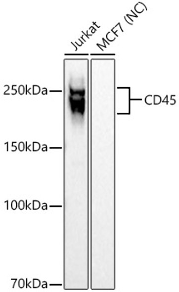 CD45 Monoclonal Antibody (CAB23503)