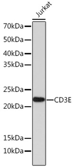 CD3E Monoclonal Antibody (CAB23504)