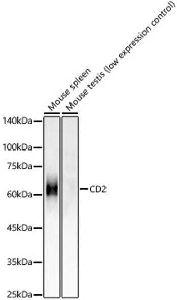 CD2 Monoclonal Antibody (CAB23527)