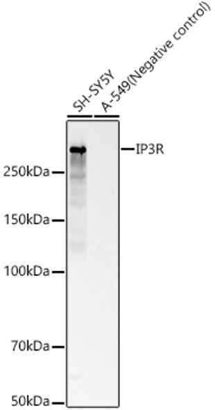 IP3R Monoclonal Antibody
