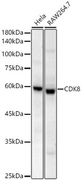 CDK8 Monoclonal Antibody