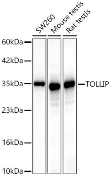 [KD Validated] TOLLIP Monoclonal Antibody