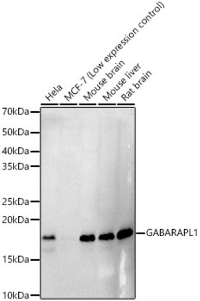 GABARAPL1 Monoclonal Antibody