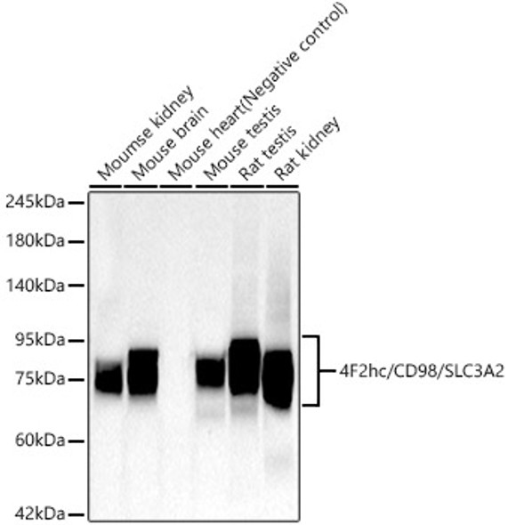 4F2hc/CD98/SLC3A2 Monoclonal Antibody