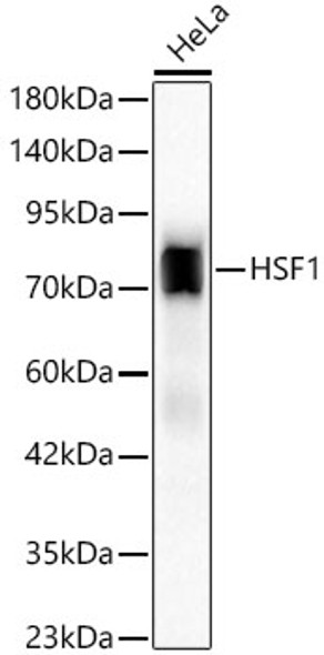 HSF1 Monoclonal Antibody