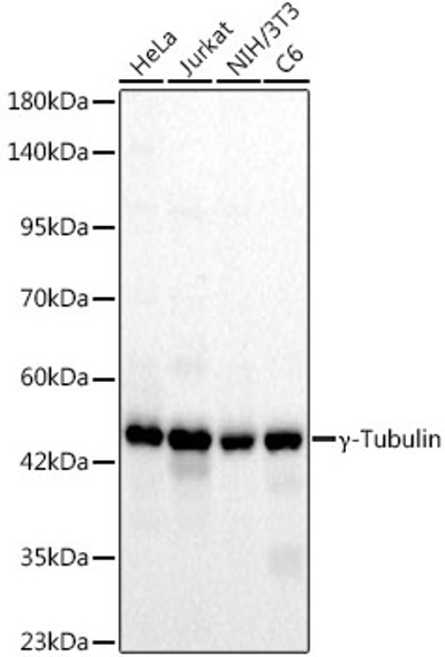 γ-Tubulin Monoclonal Antibody