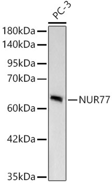 [KD Validated] NUR77 Monoclonal Antibody